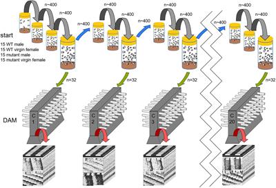 The Circadian Clock Improves Fitness in the Fruit Fly, Drosophila melanogaster